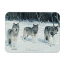 Search for pack magnets Wolves