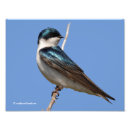 Search for swallow posters Wildlife photography
