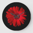 Search for daisy clocks Plant