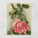Search for vintage rose postcards Old