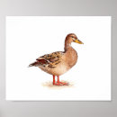 Search for mallard duck painting posters Bird