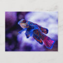 Search for goby postcards Fish