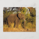 Search for zimbabwe postcards Nature