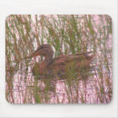 Search for wild duck electronics Animal