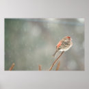 Search for finch posters Ornithology