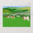 Search for grazing cows postcards Animal