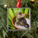 Search for domestic shorthair cat christmas tree decorations Kitten
