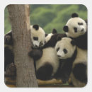 Search for baby loss stickers Giant panda
