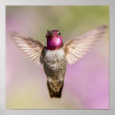 Search for anna posters Hummingbird