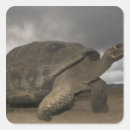 Search for galapagos tortoise stickers Reptile