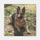 Search for obedience magnets Shepherd