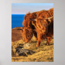 Search for highlanders posters Animal