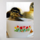 Search for cute duck posters Flowers
