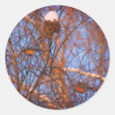 Search for robins nest stickers Winter