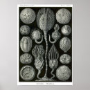 Search for echinoderms posters Sea urchin