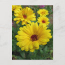 Search for calendulas postcards Floral