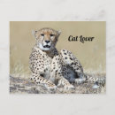 Search for masai mara postcards Big cat