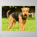 Search for airedale terrier posters Animal
