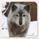 Search for wolf face photography Dogs