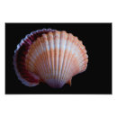 Search for mollusk art Seashell