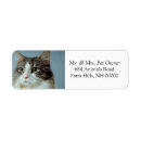 Search for housecat Kitten