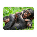 Search for chimpanzees magnets Monkey