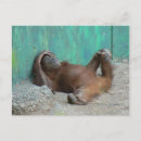Search for orangutangs Funny