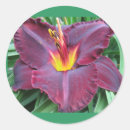 Search for daylily stickers Flower