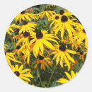 Search for black eyed susan flower stickers Daisies