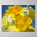 Search for daffodil art Nature