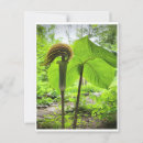 Search for jacks postcards Nature