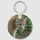 Search for puma photography Animal