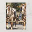 Search for roan Equine