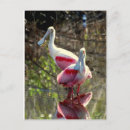 Search for roseate postcards Pink