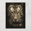 Search for tiger postcards Nature