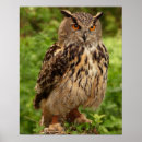 Search for brown owl posters Beautiful