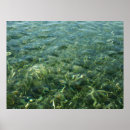 Search for seagrass posters Nature