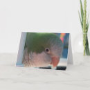 Search for quakers cards Parakeet