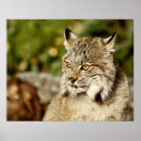 Search for cat profile art Feline