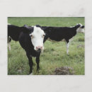 Search for grazing cows postcards Animal