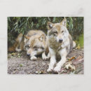 Search for pair postcards Grey