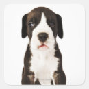 Search for harlequin stickers Great dane