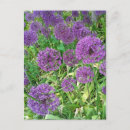 Search for allium postcards Purple flowers