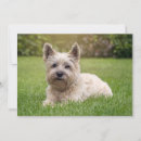 Search for dog thank you cards West highland white terrier