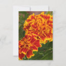 Search for marmalade cards Orange