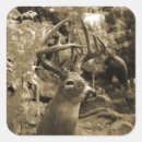Search for whitetail deer stickers Wildlife