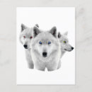 Search for arctic wolf postcards Snow
