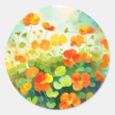 Search for nasturtium stickers Botanical
