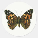 Search for painted lady stickers Butterfly
