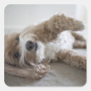 Search for purebred stickers Brown